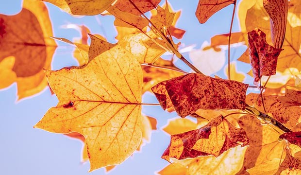 autumn-620×340